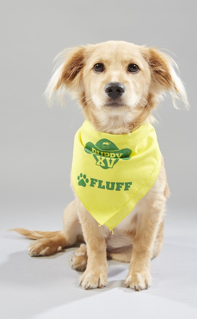 Puppy Bowl XV